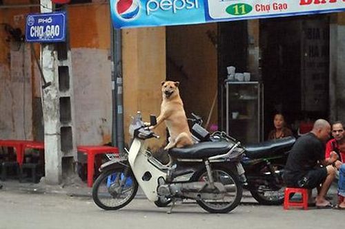 Chết cười với những hình ảnh hài hước chỉ có ở Việt Nam - Phần 2