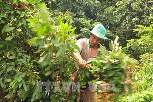 Giá vựa nhãn tiêu da bò ở Bình Phước 'lao dốc'