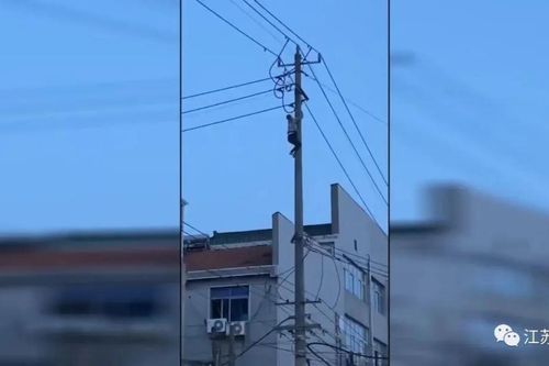 Thất tình tự tử đu dây điện, nam thanh niên gián tiếp khiến một cụ bà tử vong