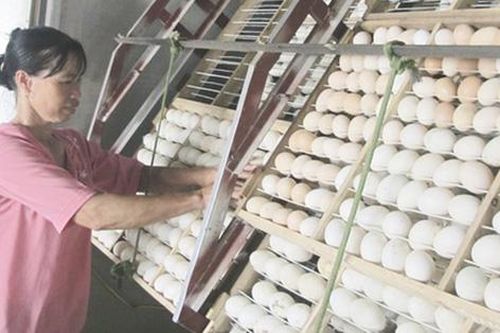 Khởi nghiệp, thoát nghèo nhờ chăn nuôi