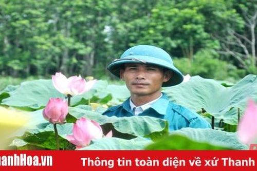 'Hái' tiền tỷ nhờ trồng cây sen Nhật