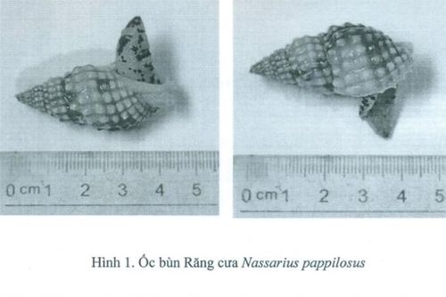 Vụ ngộ độc gây tử vong ở huyện Vạn Ninh: Đã xác định do ăn ốc bùn răng cưa và ốc bùn bóng