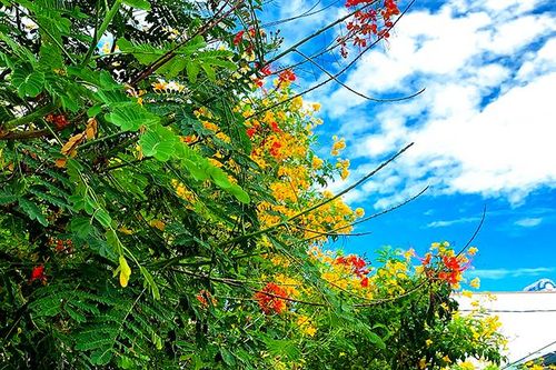 Những ngôi nhà hoa điệp