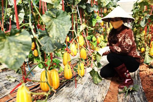 Toàn tỉnh có 145 chuỗi liên kết sản xuất, chế biến, tiêu thụ nông sản