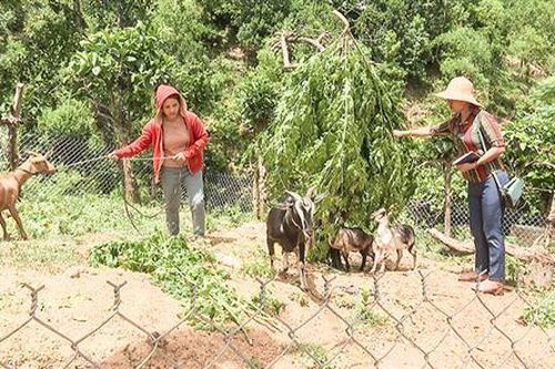Hỗ trợ phụ nữ bằng mô hình nuôi dê quay vòng