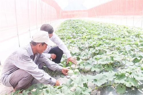 Trồng dưa lưới ở vùng cát Triệu Sơn