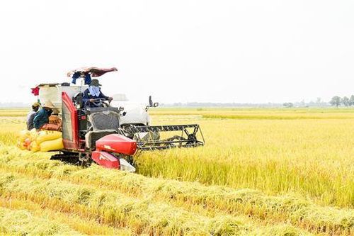 Khẩn trương thu hoạch lúa và hoa màu vụ hè thu
