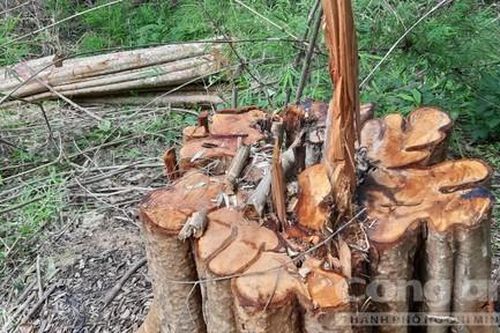 Chở gỗ trong rừng, 1 người bị gỗ đè tử vong