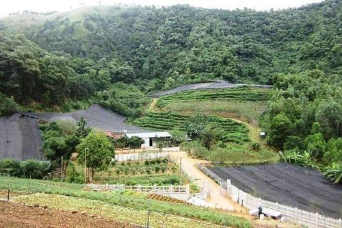 Dược liệu Sóc Sơn mong chờ một nhãn hiệu tập thể
