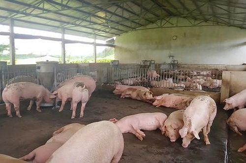 Việt Nam chuyển sang chăn nuôi hiện đại, hướng tới xuất khẩu