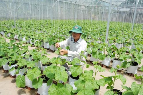 Khấm khá nhờ trồng dưa lưới công nghệ cao