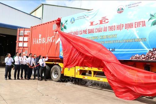 Gia Lai xuất khẩu lô cà phê đầu tiên sang châu Âu theo Hiệp định EVFTA