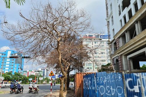 Công an vào cuộc vụ hàng loạt cây xanh bị 'bức tử' ở Hải Phòng