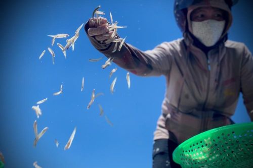 Ngư dân Hà Tĩnh trúng đậm cá cơm, mỗi ngày thu tiền triệu