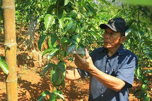 Hưởng lợi từ EVFTA, trái cây Việt đổ bộ sang châu Âu
