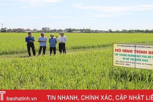 Cụ thể hóa Nghị quyết Đại hội Đảng bộ huyện, Can Lộc đẩy mạnh sản xuất lúa hàng hóa, quy mô lớn