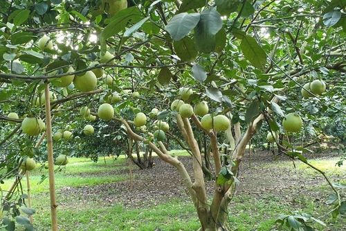 Sôi động thị trường bưởi da xanh ở khu vực miền Đông Nam Bộ