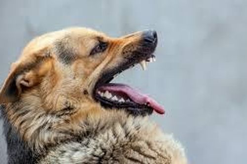 Bé 12 ngày tuổi bị chó vồ chết thương tâm ở Anh