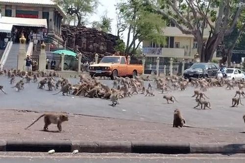 Hơn 200 con khỉ Thái Lan bị thiến không thương tiếc vì gây náo loạn cả thành phố