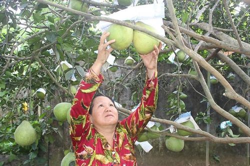 Sản phẩm được bảo hộ Chỉ dẫn địa lý: Nhập làn 'cao tốc EVFTA'