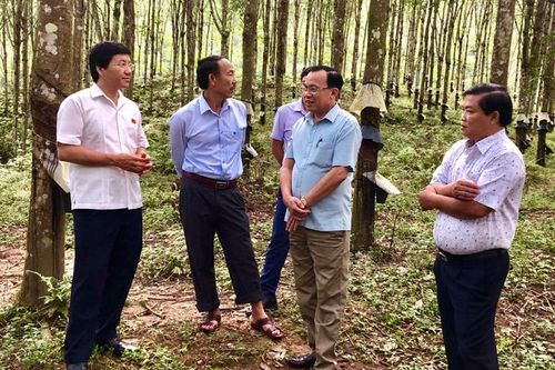 Đại biểu Quốc hội tỉnh khảo sát tình hình thực hiện phát triển cây cao su