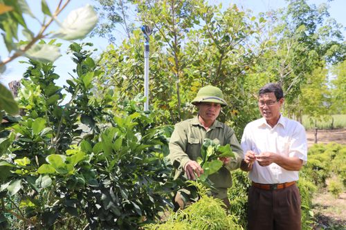 Chuyển đổi cây trồng giúp nâng cao thu nhập