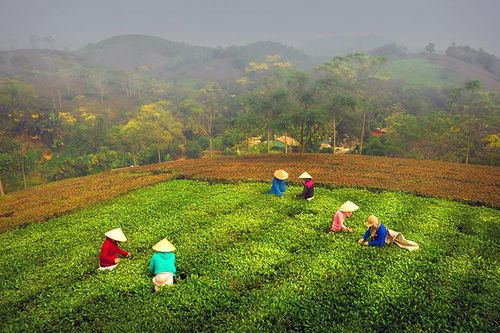 Năng suất và chất lượng chè phú Thọ ngày một tăng cao nhờ phân bón văn Điển