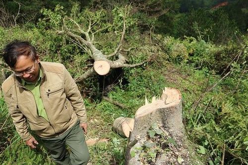 Rủ nhau phá rừng, 3 người bị phạt hàng trăm triệu đồng