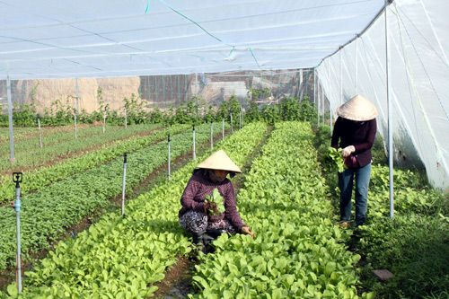 Phấn đấu hằng năm vận động, hướng dẫn thành lập tối thiểu 18 hợp tác xã