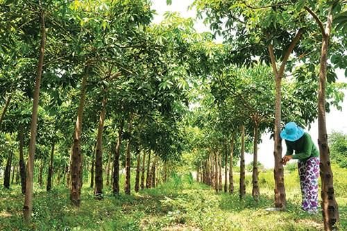 Cây trôm ở Ninh Thuận