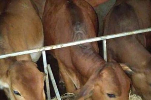 Nuôi bò vỗ béo