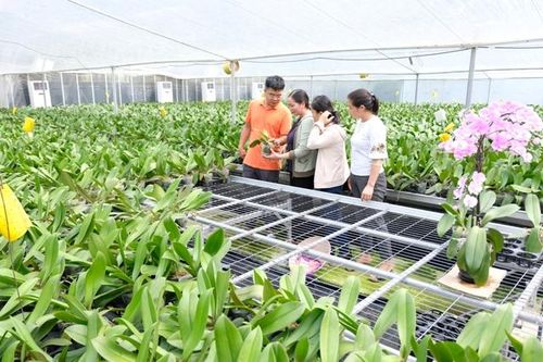 Mục sở thị vườn lan Hồ Điệp tiền tỷ của chàng trai 8X