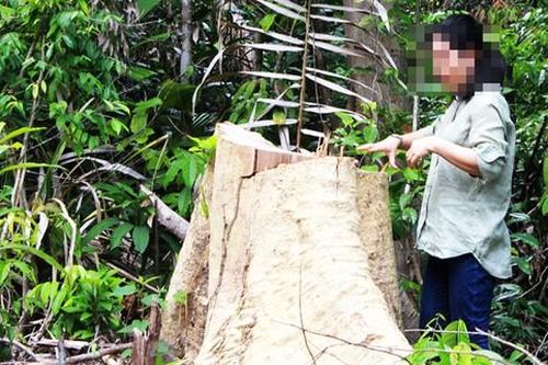 Kiểm tra, xử lý thông tin về phá rừng tại tỉnh Phú Yên