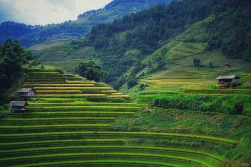 Mù Cang Chải mùa lúa chín