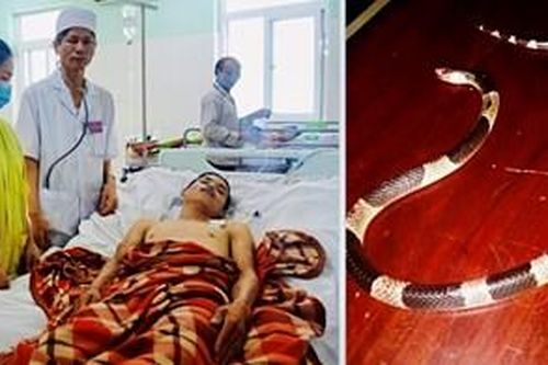 Bệnh viện Quân y 211 cứu sống một bệnh nhân bị rắn độc cắn