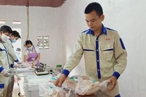 Hiệu quả của nuôi gà thả đồi bằng thức ăn thảo dược