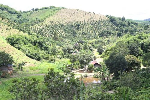 'Hô biến' rừng thành rẫy