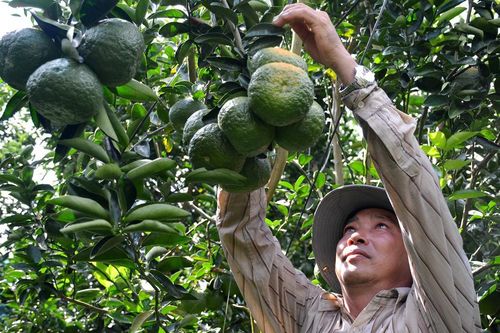 Hơn 11.180ha cây ăn trái ở ĐBSCL mất trắng do hạn mặn