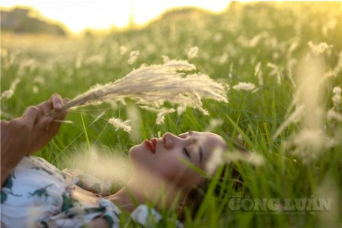 Hà Nội: Ngỡ ngàng trước khung cảnh triền đê cỏ tranh 'tuyết trắng'