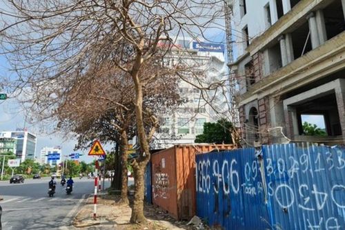 Hải Phòng điều tra nghi án 'ám sát' cây xanh
