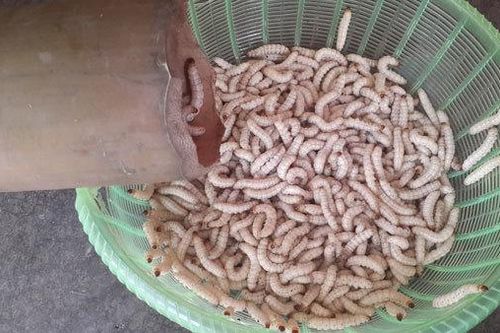 Hàng độc Sơn La đổ về Hà Nội, cả tạ sâu tre béo mẫm lúc nhúc
