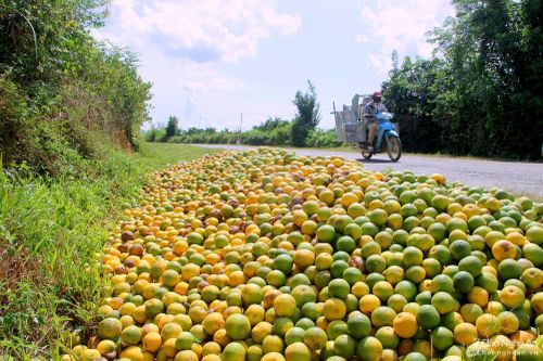 Đặc sản cam Vinh rụng 'chưa từng thấy'