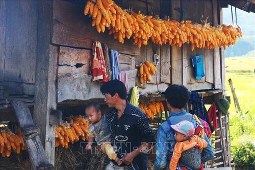 Mùa vàng nơi rẻo cao Mù Cang Chải