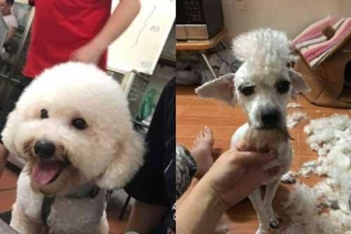 Thử tay nghề tỉa lông thú cưng 'đỉnh cao' của đứa em và cái kết khiến thiên hạ 'cười ra nước mắt'