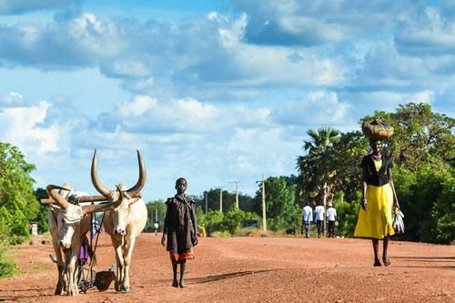 Cuộc chiến đổi bò lấy cô dâu tuổi teen ở Nam Sudan