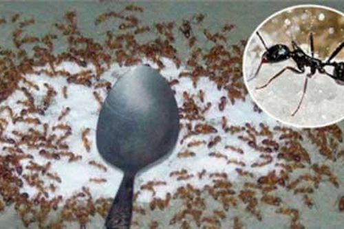 Tuyệt chiêu đuổi kiến ra khỏi nhà chỉ bằng 1 thìa muối