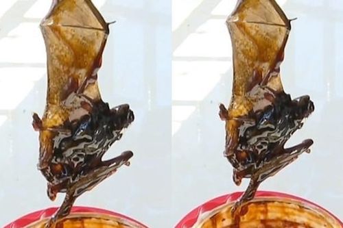 Dùng dầu hào suốt 4 tháng, gia đình mới tá hỏa phát hiện xác dơi dưới đáy lọ