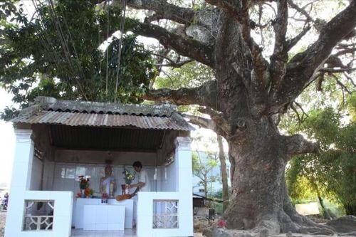 Truyền thuyết về 'cây dầu dù' ở Trà Vinh từ góc nhìn văn hóa dân gian