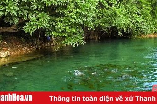 Có một suối 'cá thần' nơi cửa ngõ xứ Thanh
