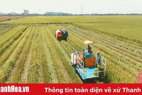 Thọ Xuân: Khẩn trương thu hoạch lúa mùa phòng tránh bão số 5